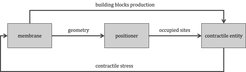 Figure 1. System-theoretic structure of the in-silico protocell model. The shape of the protocell is defined by the membrane module that provides the building blocks for the contractile entity. The information about the membrane geometry is transmitted to the positioner module. The positioner module forwards the information about the state of membrane binding sites to the contractile entity that influences the membrane by contractile stress and causes the membrane shape change.
