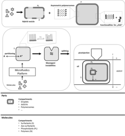 Work-flow and schematic presentation from an engineering perspective of selected research examples in Work Package T1 for synthetic compartments.