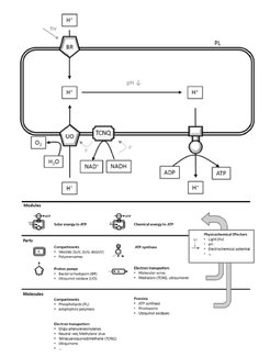 Engineering perspective of the basic principles of energy supply and co-factor regeneration in Work Package L1.