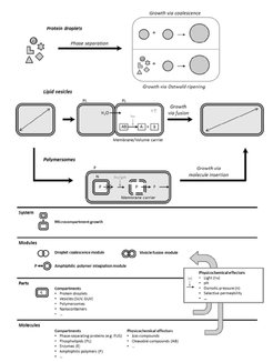 Engineering perspective of basic principles for growth of different types of microcompartments in Work Package L3.