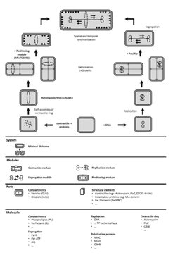 Engineering perspective of the basic principles of cell division and chromosome segregation in synthetic compartments in Work Package L4