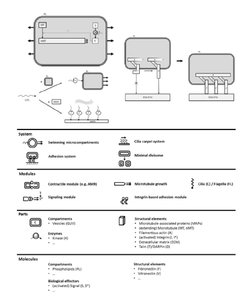 Engineering perspective of different principles for membrane signaling, microcompartment adhesion and cell motility in Work Package L5.