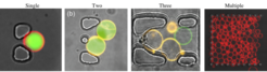 Microfluidic trapping posts to immobilise defined numbers of GUVs for analysis