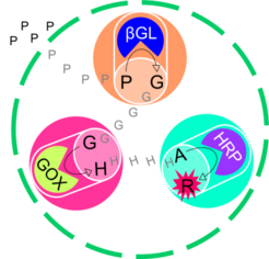 Cascade reaction in artificial cell-like compartments.